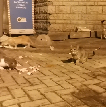 Zeytinburnusokakkedileri