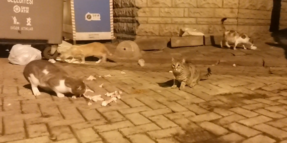 5 Yıldır Zeytinburnu’nda Geceleri Sokak Hayvanlarını Besliyorlar