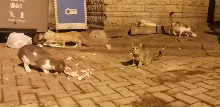 5 Yıldır Zeytinburnu’nda Geceleri Sokak Hayvanlarını Besliyorlar