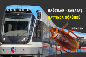 Tranwayda Kalorifer Böceği